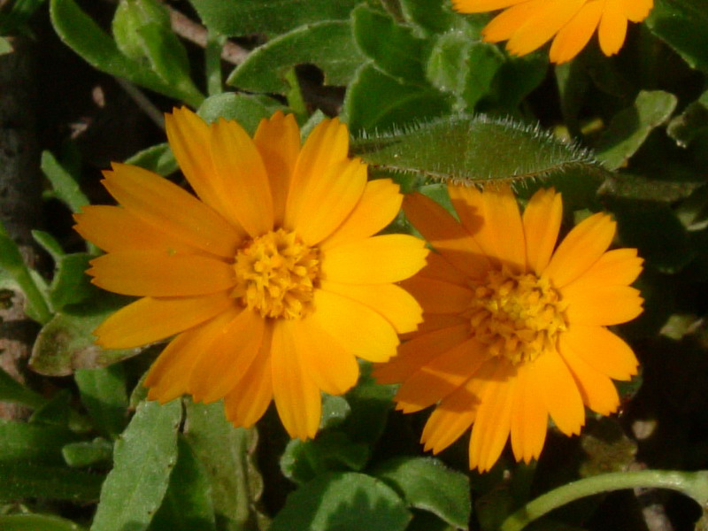 Calendula arvensis